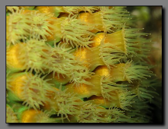 closeup of flower coral at night
